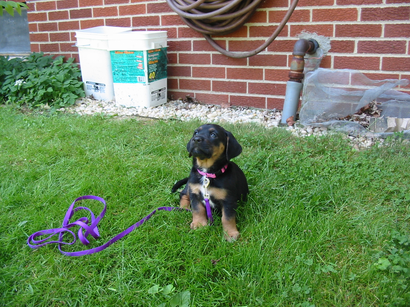 Maggie as a puppy