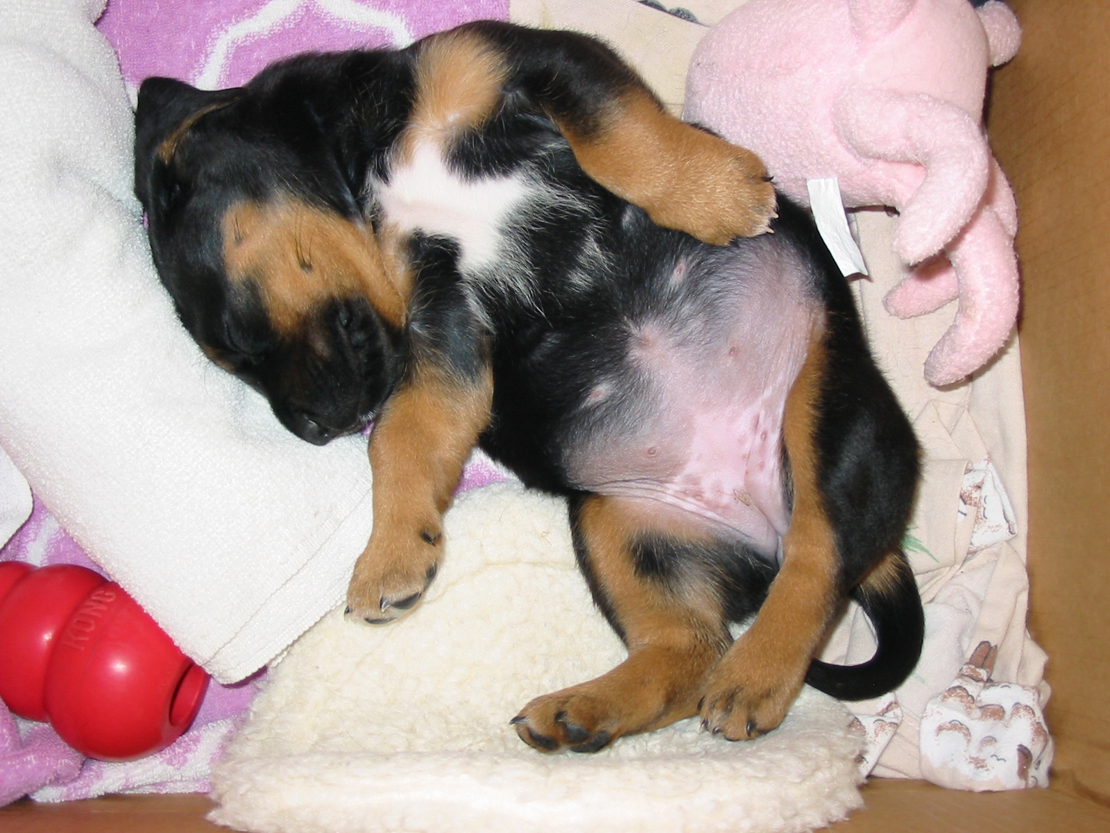 Maggie asleep in a box