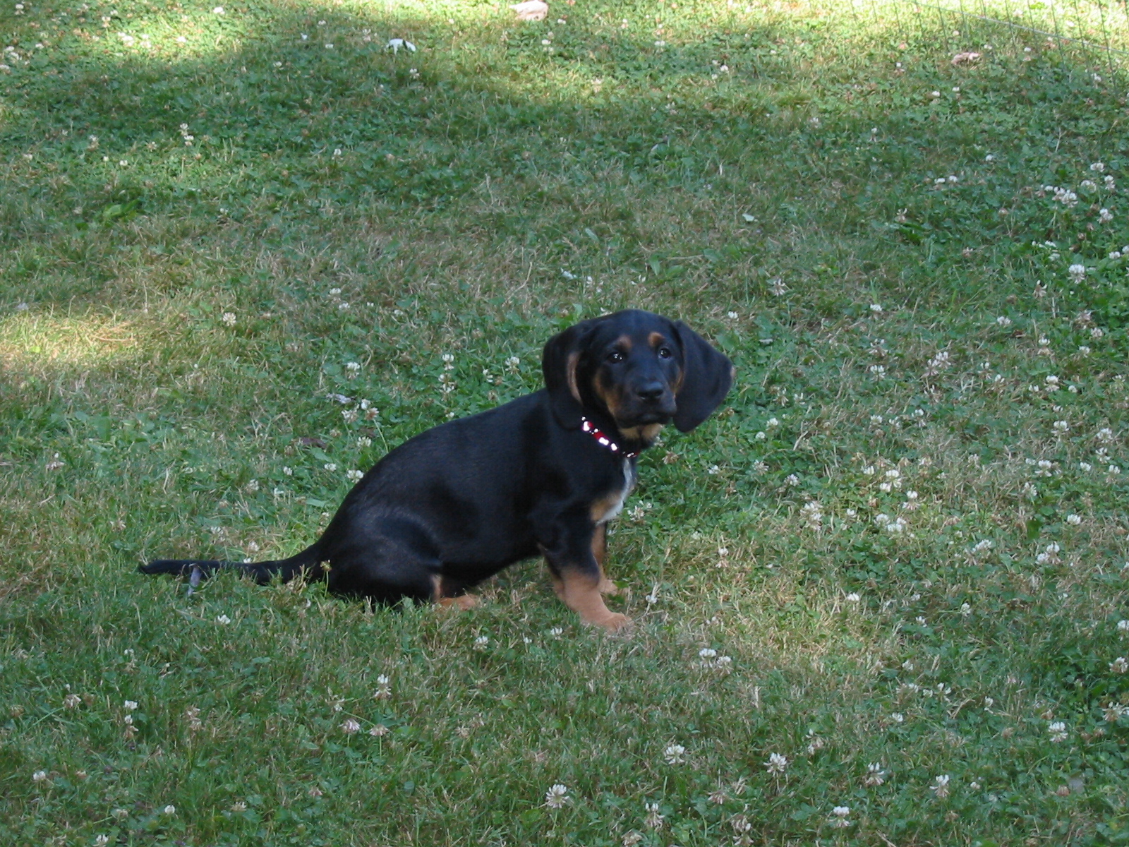 Maggie getting outside time
